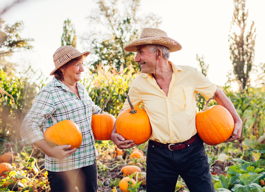 n-vier architekten, concept development Berlin, retirement, pumpkin, autumn